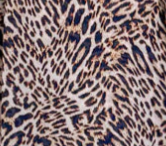 Alex Dress - Leopard